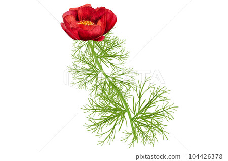 watercolor illustration red thin-leaved peonies on a white background watercolor illustration red thin-leaved peonies on a white background 104426378