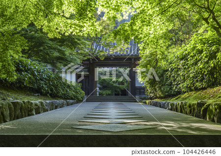 Nanzenji sub-temple, Saisho-in Kotoku-an, approach surrounded by fresh greenery 104426446