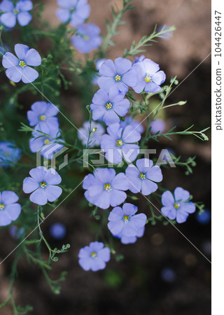 Blue flax flowers in the garden in summer close-up with shallow depth of field Blue flax flowers in the garden in summer close-up with shallow depth of field 104426447