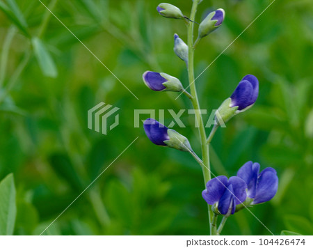 A horticultural species native to tropical Asia, the blue flower of the Fabaceae critoria 104426474