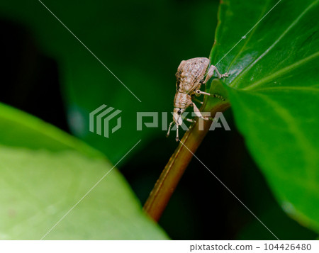 Weevils 104426480