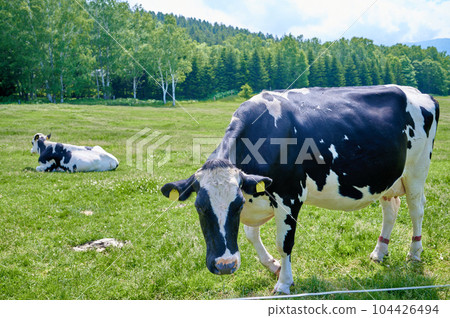 牧場牛牲畜奶牛北海道 牧場牛牲畜奶牛北海道 104426494