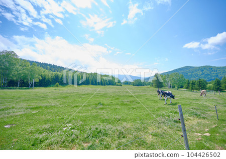Blue sky and ranch cow dairy cow Blue sky and ranch cow dairy cow 104426502