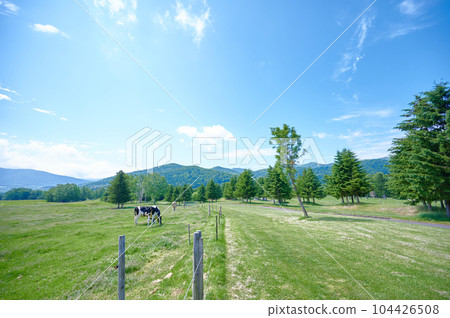 Blue sky and ranch cow dairy cow 104426508