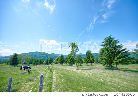 Blue sky and ranch cow dairy cow 104426509