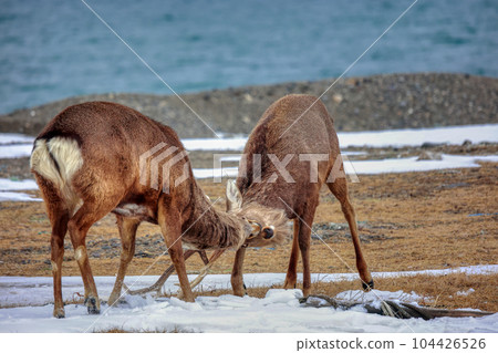 Hokkaido Notsuke Peninsula Ezo Deer Duel 104426526