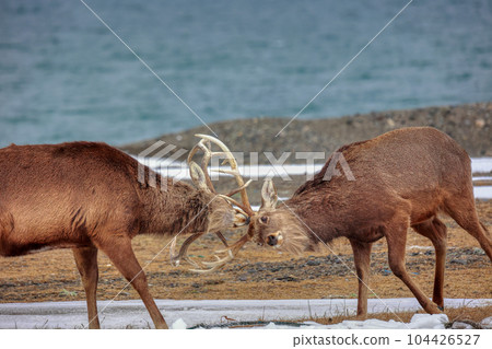 Hokkaido Notsuke Peninsula Ezo Deer Duel 104426527