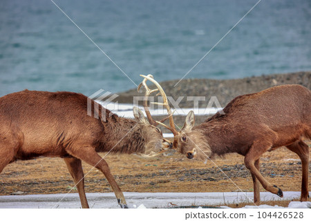 Hokkaido Notsuke Peninsula Ezo Deer Duel 104426528