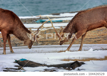 Hokkaido Notsuke Peninsula Ezo Deer Duel 104426529