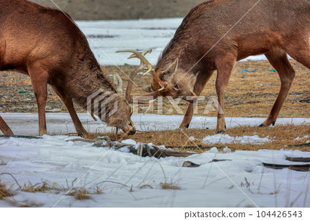 Hokkaido Notsuke Peninsula Ezo Deer Duel Hokkaido Notsuke Peninsula Ezo Deer Duel 104426543