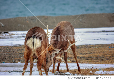 北海道野付半島蝦夷鹿決鬥 北海道野付半島蝦夷鹿決鬥 104426557