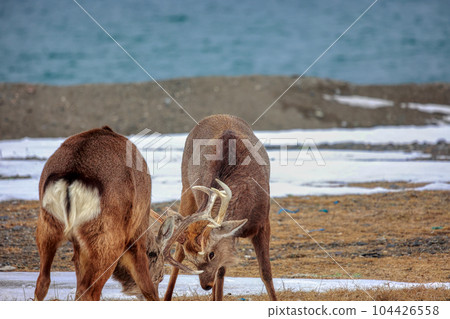 北海道野付半島蝦夷鹿決鬥 104426558
