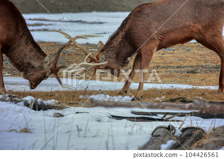 Hokkaido Notsuke Peninsula Ezo Deer Duel Hokkaido Notsuke Peninsula Ezo Deer Duel 104426561