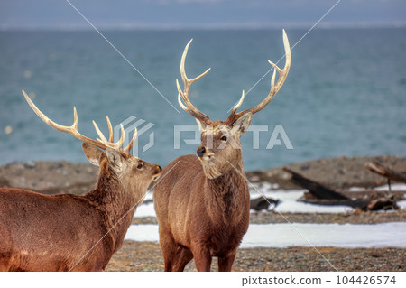 北海道野付半島蝦夷鹿決鬥 104426574