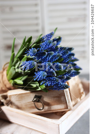 Spring primroses. Muscari flowers on a light background. The flowers are blue. Vertical photo. Spring primroses. Muscari flowers on a light background. The flowers are blue. Vertical photo. 104426687