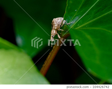 Weevils of the weevil family with knob-like projections on the upper wings Weevils of the weevil family with knob-like projections on the upper wings 104426742