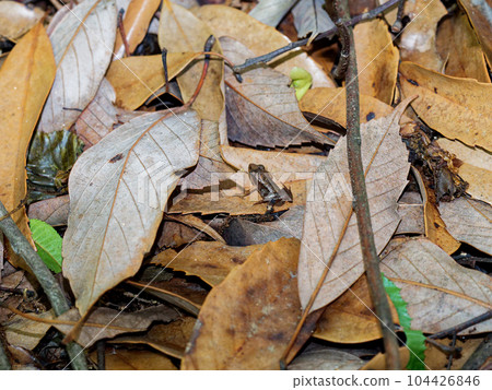A juvenile of a red oak forest frog A juvenile of a red oak forest frog 104426846