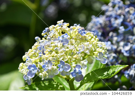 Uzuyasai(渦旋繡球花) Uzuyasai(渦旋繡球花) 104426859
