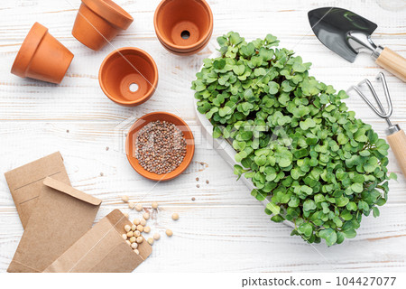 Gardening concept, planting at home 104427077