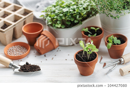 Gardening concept, planting at home Gardening concept, planting at home 104427080