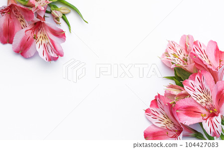 Beautiful Alstroemeria flowers on white background 104427083