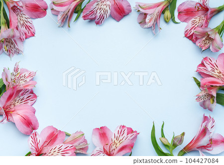 Beautiful Alstroemeria flowers on blue background Beautiful Alstroemeria flowers on blue background 104427084