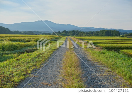 Scenery of a gravel road that stretches straight toward Mt. Gassan with paddy fields on both sides 104427131