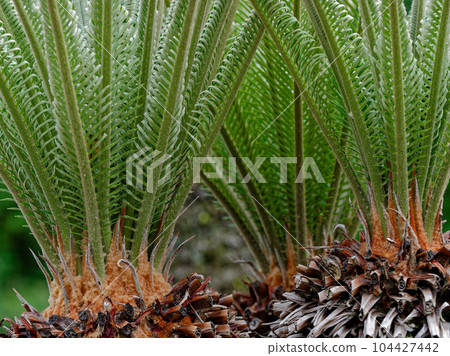 New leaves of the gymnosperm Cycadaceae 104427442
