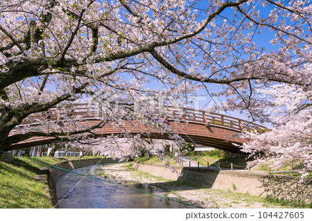 櫻花季的大口町 堀尾公園宇波堂和五條川上的片足橋 104427605