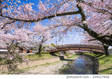 櫻花季的大口町 堀尾公園宇波堂和五條川上的片足橋 104427606