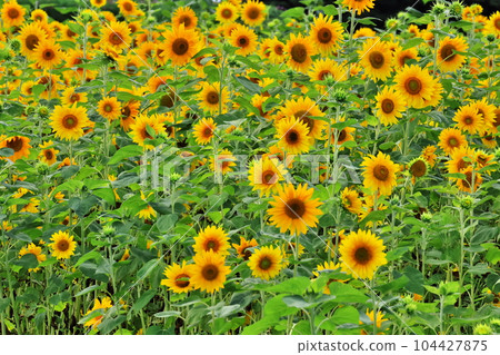 Sunflowers in full bloom in Shinshu Kurohime Kogen in summer 104427875