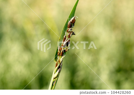 Loose Smut disease signs on oat close-up 104428260