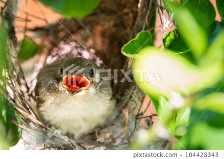 baby bird open mouth in a nest waiting for food from mother bird . baby bird open mouth in a nest waiting for food from mother bird . 104428343