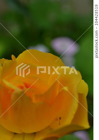 yellow rose flower beginning to bloom 104428519