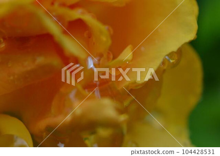 yellow rose flower beginning to bloom 104428531