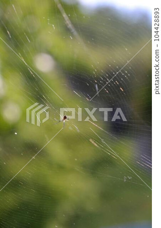 Light flickering spider web thread Light flickering spider web thread 104428893