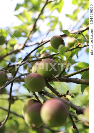 Koume bears fruit 104429099