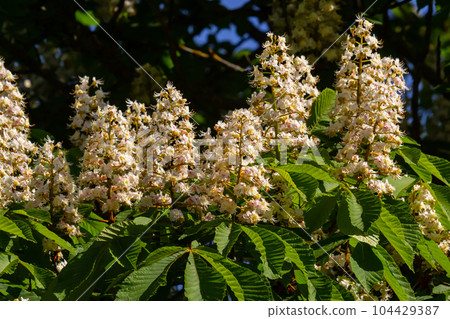 Cluster with white chestnut flowers. White chestnut blossom with tiny tender flowers and green leaves background. Horse chestnut flower with selective focus. Horse chestnut blossoming in springtime Cluster with white chestnut flowers. White chestnut blossom with tiny tender flowers and green leaves background. Horse chestnut flower with selective focus. Horse chestnut blossoming in springtime 104429387