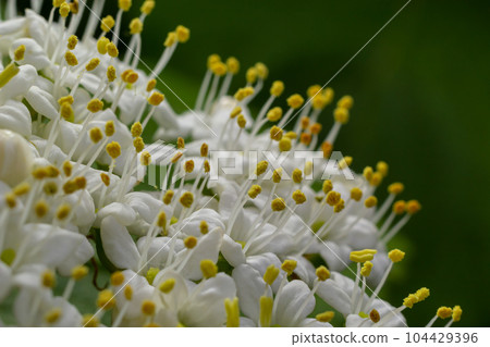 In the spring in the wild blossoms of viburnum, Viburnum lantana 104429396