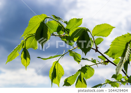 Hornbeam leaf in the sun. Hornbeam tree branch with fresh green leaves. Beautiful green natural background. Spring leaves Hornbeam leaf in the sun. Hornbeam tree branch with fresh green leaves. Beautiful green natural background. Spring leaves 104429404
