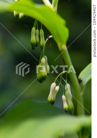 Polygonatum multiflorum, the Solomon's seal, David's harp, ladder-to-heaven or Eurasian Solomon's seal, is a species of flowering plant in the family Asparagaceae Polygonatum multiflorum, the Solomon's seal, David's harp, ladder-to-heaven or Eurasian Solomon's seal, is a species of flowering plant in the family Asparagaceae 104429407