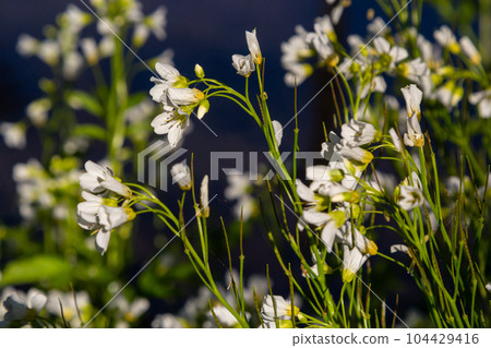 Cardamine amara, known as large bitter-cress. Spring forest. floral background of a blooming plant Cardamine amara, known as large bitter-cress. Spring forest. floral background of a blooming plant 104429416