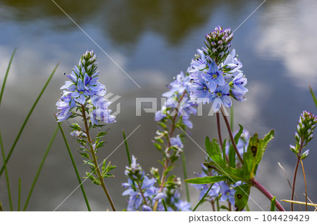 Closeup on the brlliant blue flowers of germander speedwell, Veronica prostrata growing in spring in a meadow, sunny day, natural environment Closeup on the brlliant blue flowers of germander speedwell, Veronica prostrata growing in spring in a meadow, sunny day, natural environment 104429429