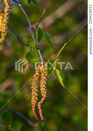 Close up view of flowering yellow catkins on a river birch tree betula nigra in spring, with blue sky background Close up view of flowering yellow catkins on a river birch tree betula nigra in spring, with blue sky background 104429451