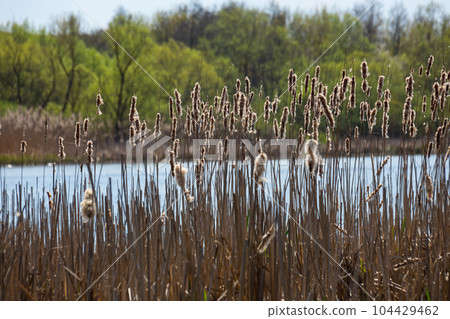 Cattails bulrush Typha latifolia beside river. Closeup of blooming cattails during early spring snowy background. Flowers and seed heads of fluffy cattail Cattails bulrush Typha latifolia beside river. Closeup of blooming cattails during early spring snowy background. Flowers and seed heads of fluffy cattail 104429462