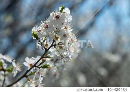 Selective focus of beautiful branches of plum blossoms on the tree under blue sky, Beautiful Sakura flowers during spring season in the park, Floral pattern texture, Nature background 104429484