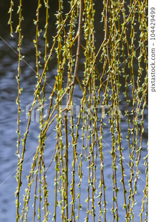 Photos of yellow buds and willow leaves this spring on the background of water 104429499