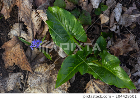 Cuckoopint or Arum maculatum arrow shaped leaf, woodland poisonous plant in family Araceae. arrow shaped leaves. Other names are nakeshead, adder's root, arum, wild arum, arum lily, lords-and-ladies 104429501