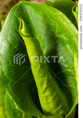 Cuckoopint or Arum maculatum arrow shaped leaf, woodland poisonous plant in family Araceae. arrow shaped leaves. Other names are nakeshead, adder's root, arum, wild arum, arum lily, lords-and-ladies 104429502