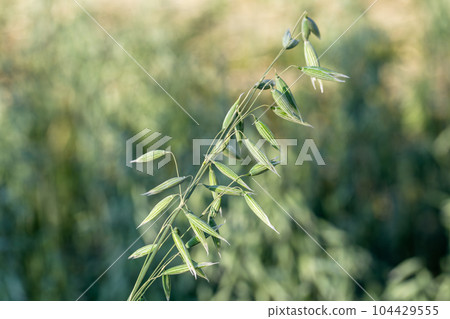 Green oat ears of wheat. Green oat ears of wheat. 104429555